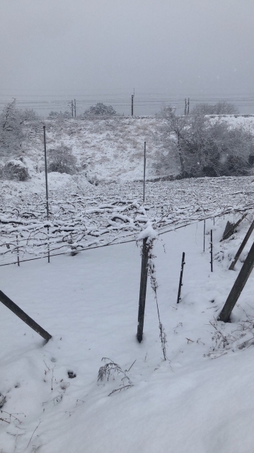冬の作業　路地の畑の見回り　雪対策